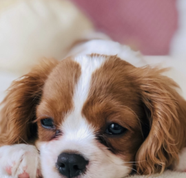 Cavalier King Charles Spaniel Puppies For Sale